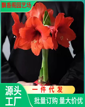 朱顶红蜡球重瓣种球进口蜡封无需水土养护懒人好养活新年礼物