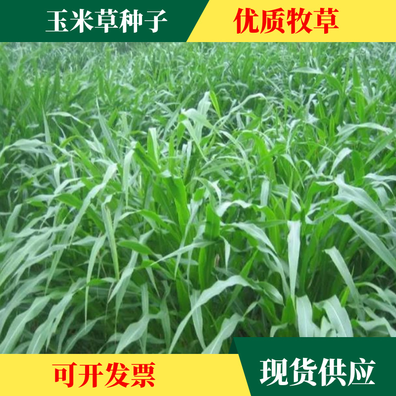 批发牧草墨西哥玉米草种子玉米草种子产量好夏季牧草养牛羊饲料