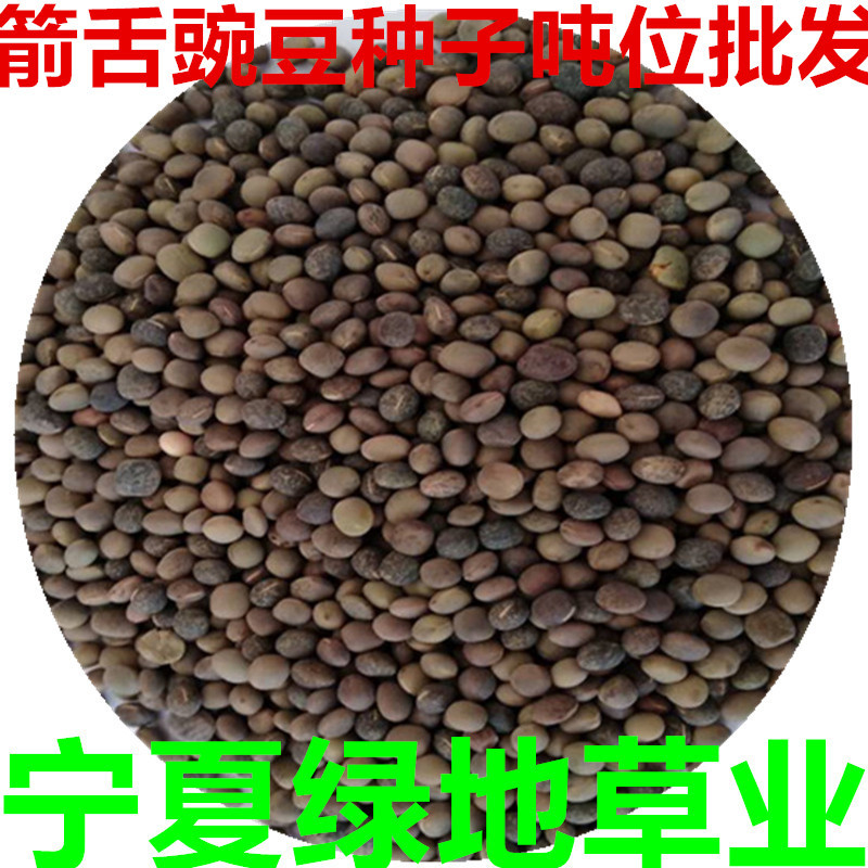 产地批发箭舌豌豆种子箭筈豌豆果园绿肥建设种籽草籽绿肥改良