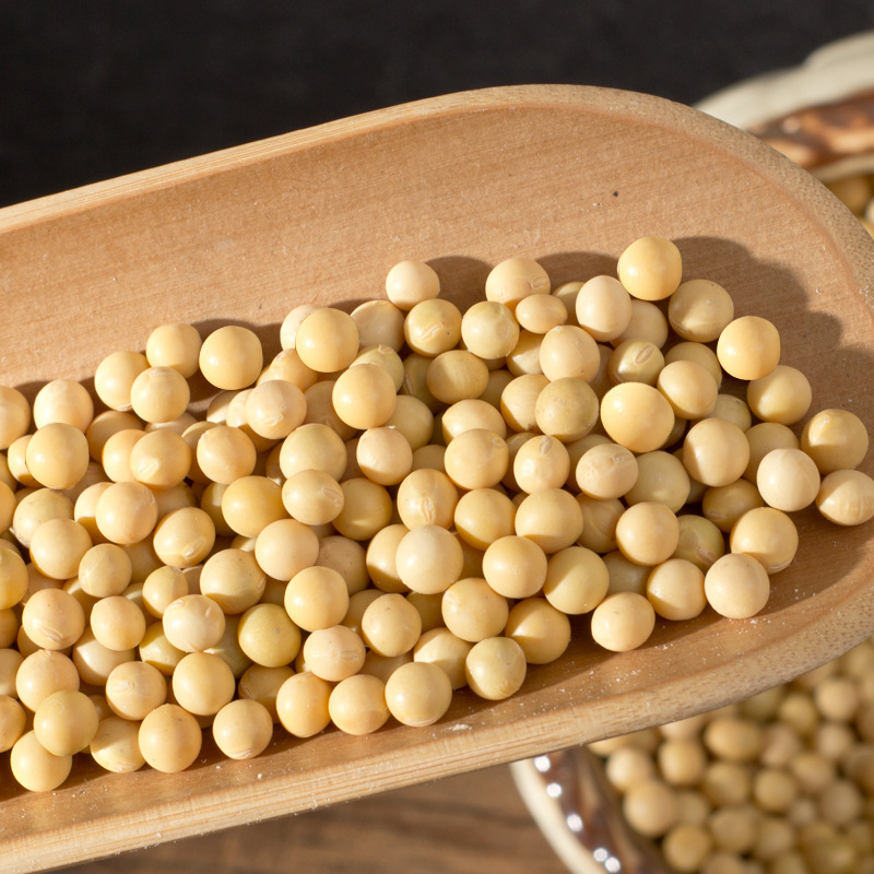 小金黄珍珠粒芽豆黑龙江小粒黄豆690生豆芽用无土栽培500g一件