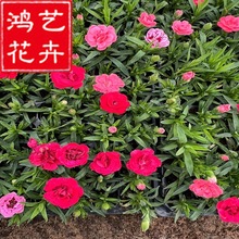 康乃馨穴盘苗庭院植物阳台花卉多年生盆栽花苗批发易活康乃馨种苗