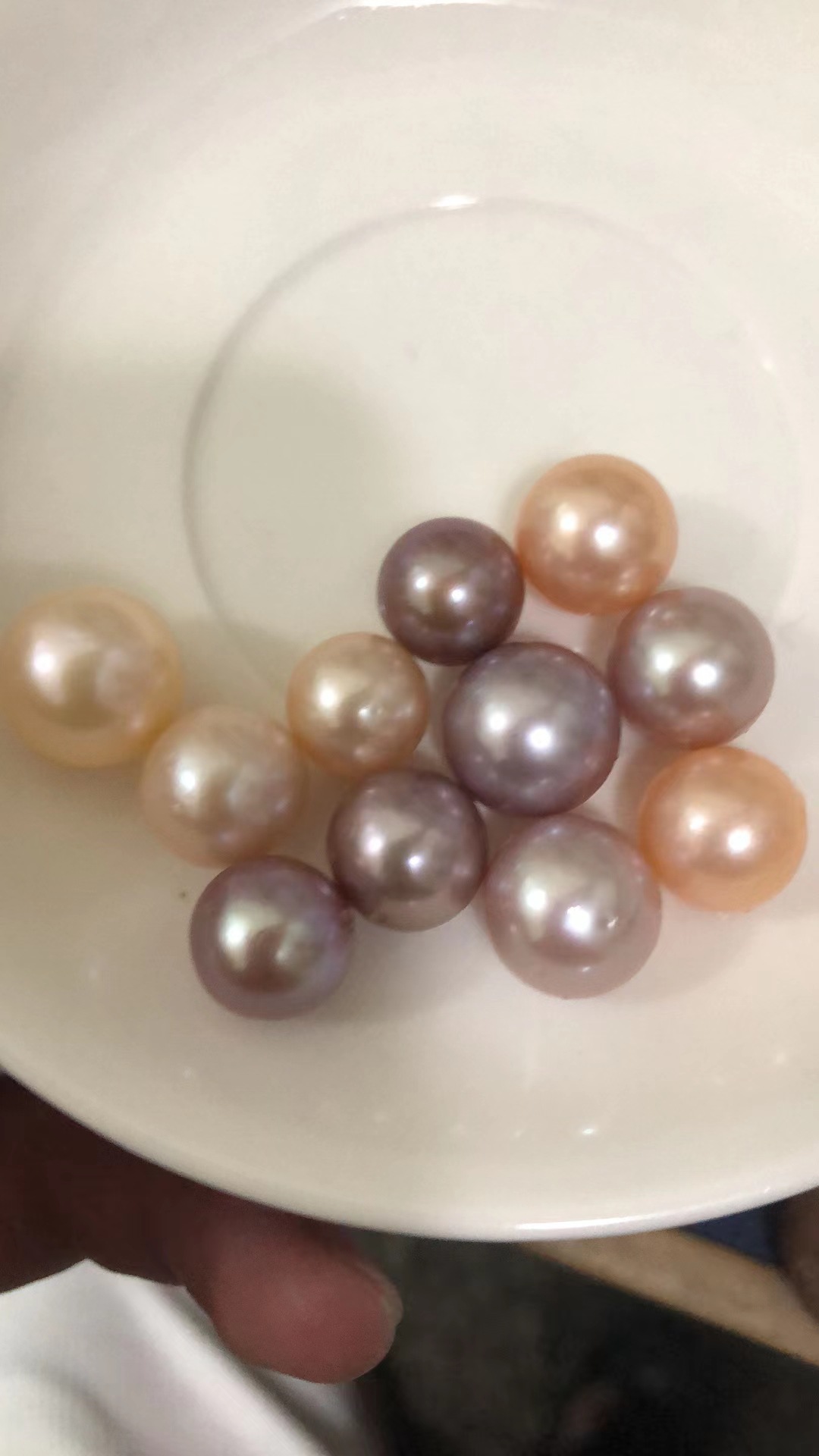 紫色爱迪生单珠蚌珍珠活蚌大蚌圆珠率高鲜艳漂亮一蚌一珠