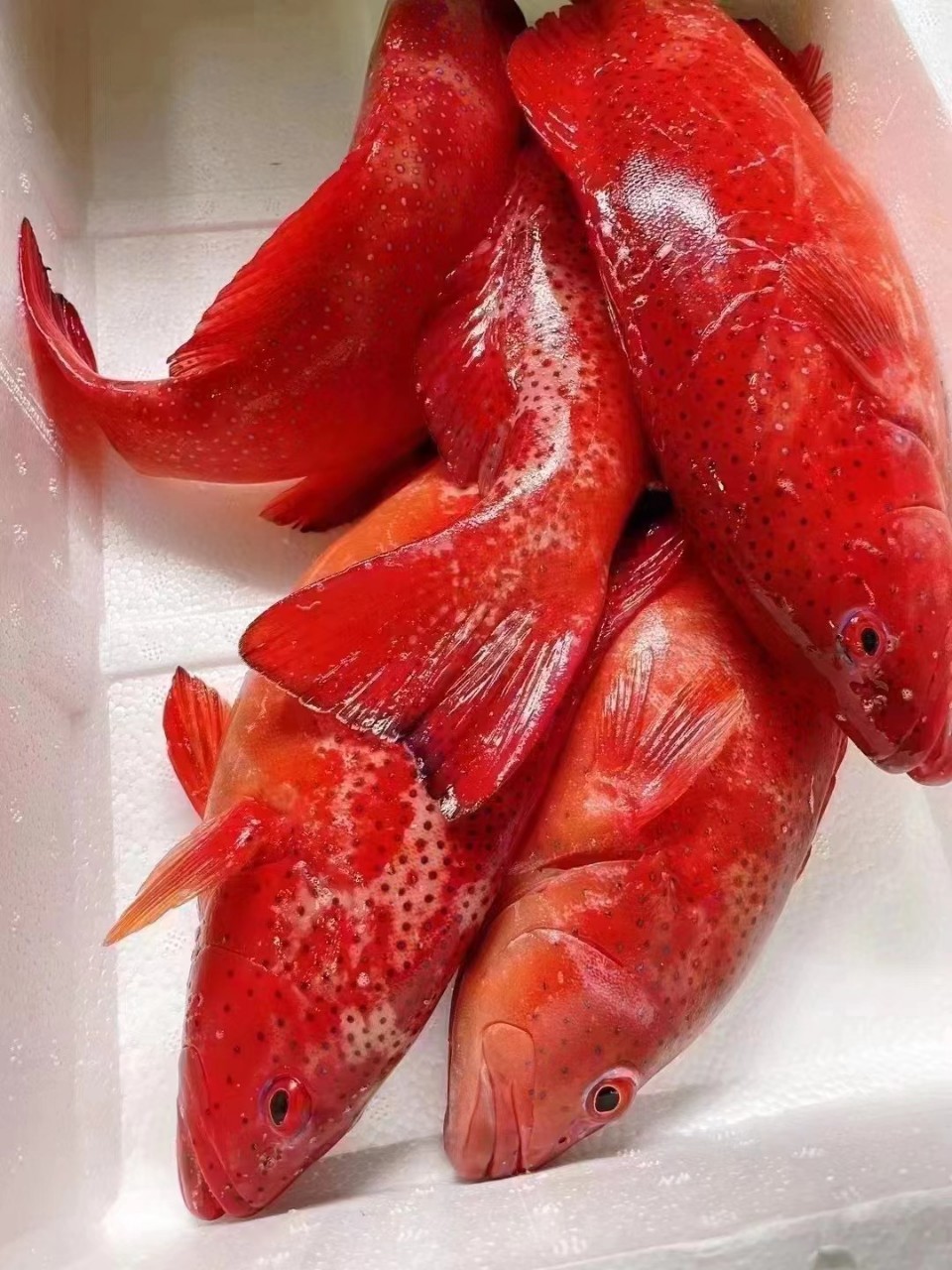 深海东星斑鱼 活速冻海鱼 石斑鱼酒店商业宴席专供-阿里巴巴