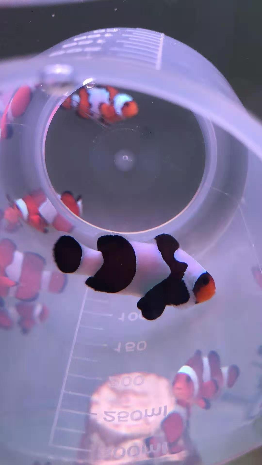 咸水鱼活物宠物活鱼人工小丑鱼黑背心热带观赏鱼公子活体海水鱼