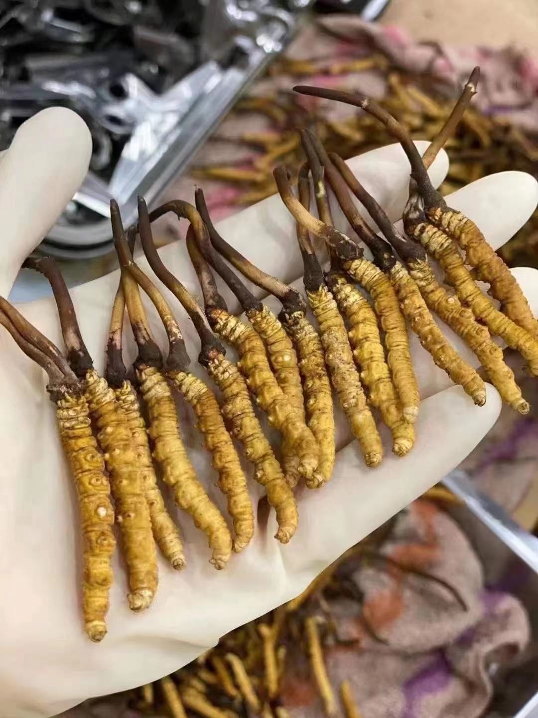 新鲜虫草2022年当季头期新鲜冬虫夏草高海拔青海西宁虫草产地批发