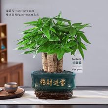 发财树盆栽室内客厅桌面绿植盆景树苗办公室招财花卉吸水植物阳台