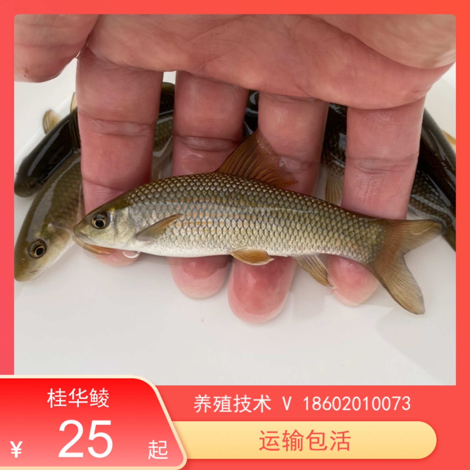 桂华鲮鱼苗新品沉香鱼青衣鱼稀有淡水原生冷水底层观赏清洁活体