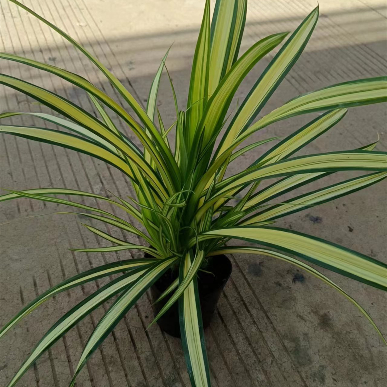 140#金心兜兰大盆金边金心青叶吊兰盆栽室内垂吊好养绿植一件20装