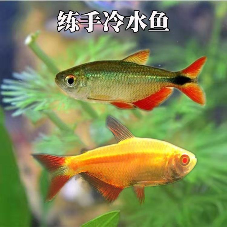 冷水观赏鱼红黑十字活体天使鱼淡水小型群游新手闯缸宠物鱼不加温