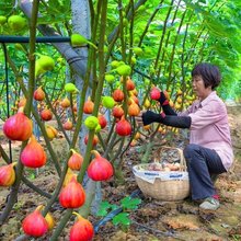 无花果苖无花果树苗四季阳台盆栽种植水果果树苖当年结果