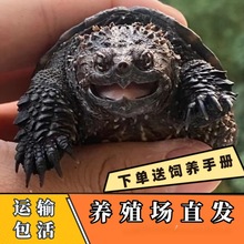 鳄龟爆刺幼苗凶猛正宗纯佛北美小鳄龟活体杂佛爆刺鳄