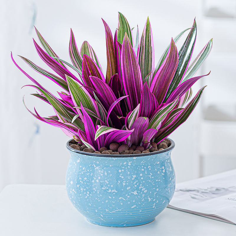 紫露兰盆栽吊兰四季常青办公室内客厅好养净化空气懒人吸水紫背兰