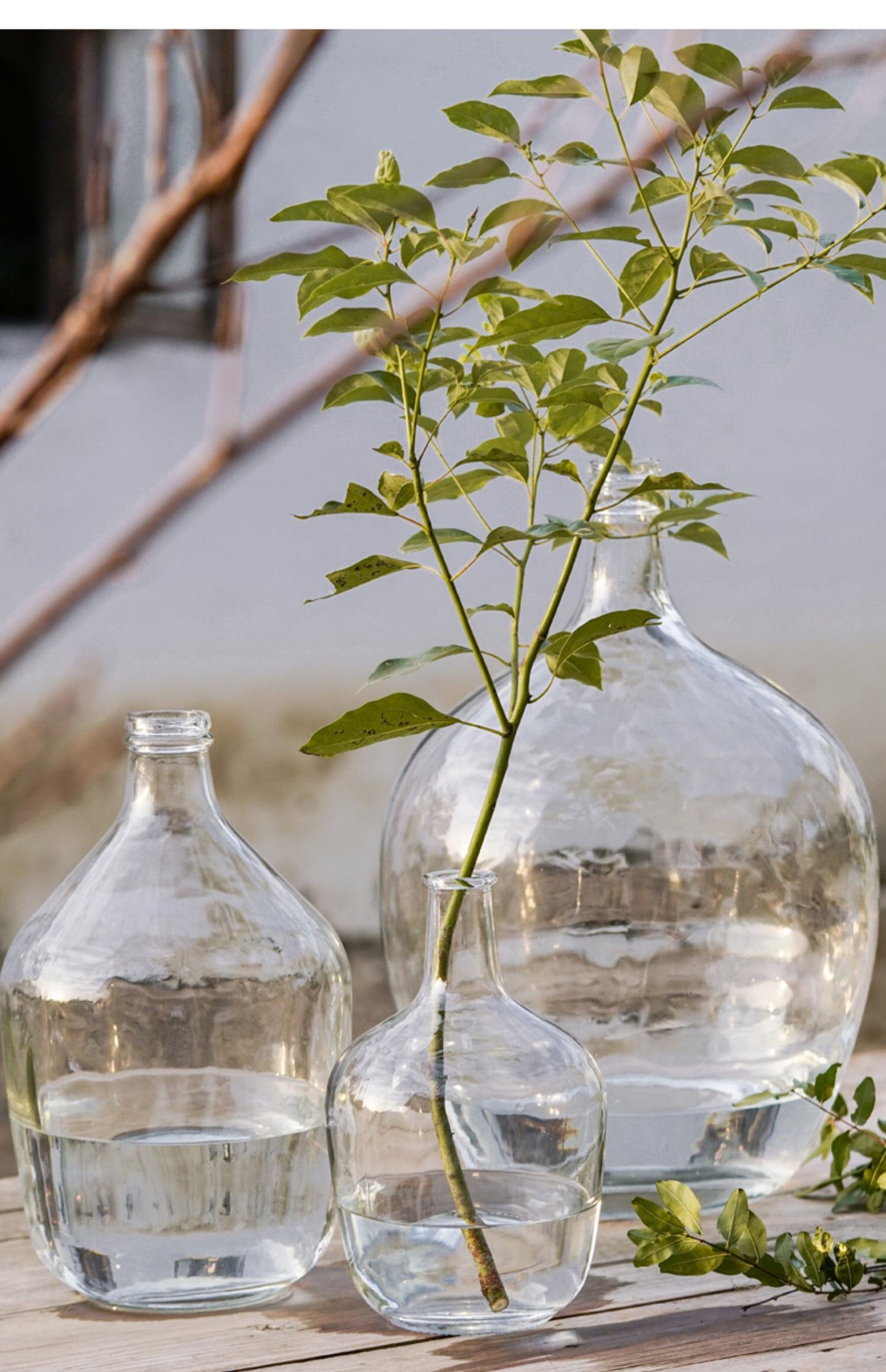 马醉木吊钟大肚花瓶透明玻璃小口北欧客厅插花摆件水培水养大花瓶