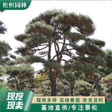 基地直供观景松丛生造型油松别墅庭院绿植迎客松学校公园景观黑松