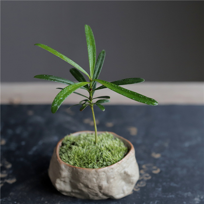 罗汉松盆景海岛指尖微型盆栽桌面迷你拇指好养植物掌中宝观叶绿植
