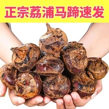 正宗荔浦马蹄荸荠新鲜现鲜甜化渣挖批发商超出口东南亚老挝出口