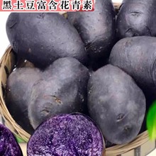 新鲜当季黑土豆黑美人紫土豆洋芋马铃薯黑洋芋富含花青素蔬菜包邮