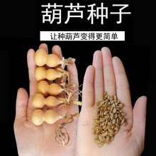 盆栽葫芦种子