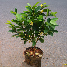 含笑花苗盆栽带花苞浓香型花卉多季常青植物庭院阳台耐寒耐含笑树