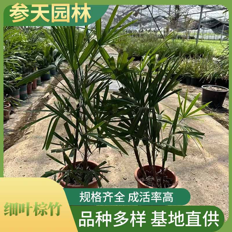 贵州四川重庆细叶棕竹冠幅25细叶棕竹冠幅30细叶棕竹冠幅35细叶棕