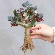 6棵玫瑰花苗四季开花盆栽花卉植物室内花月季花树苗特大花跨境专