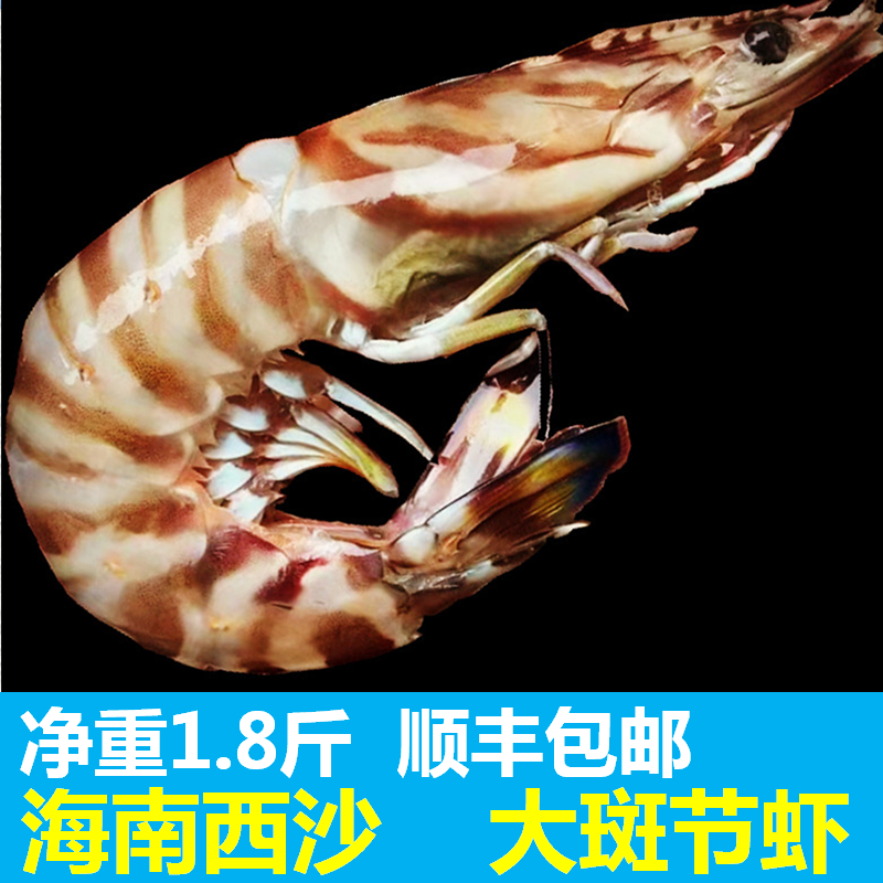 海南西沙斑节虾新鲜速冻1.