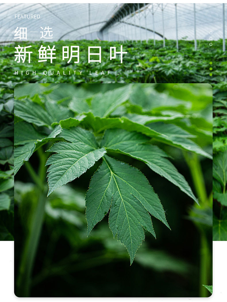 明日叶茶 鲜叶礼品包装茶叶代饮品 100g小袋装茶叶批发一件代发