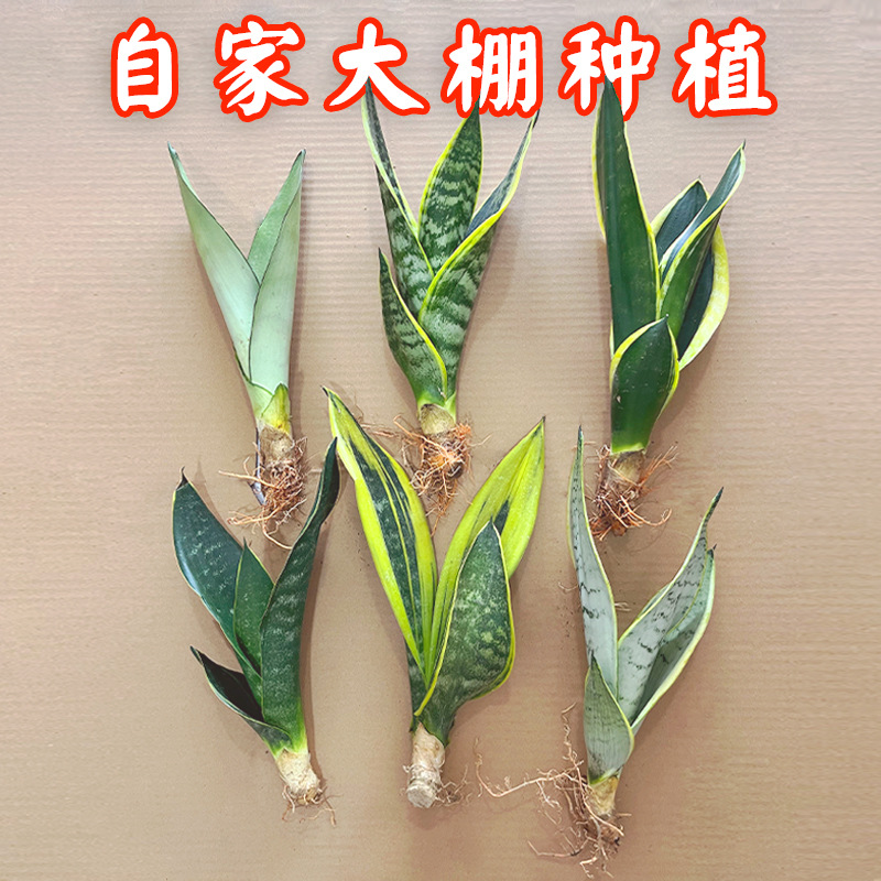 虎皮兰绿植物水培矮脚金边白玉稀有品种棒叶哈尼银脉虎尾盆栽花卉
