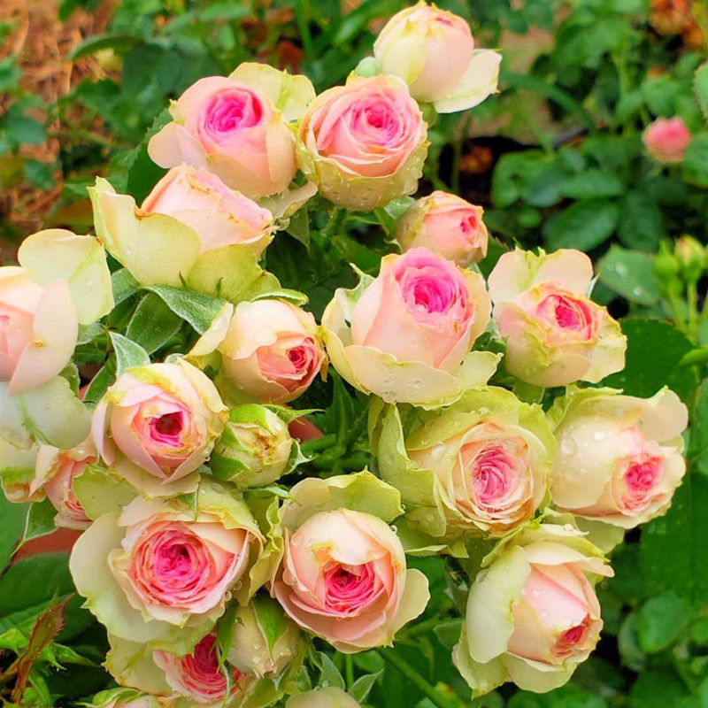 灌木微月粉色多头多花四季开花阳台盆栽地带玫瑰花苗欧月蔷薇月季