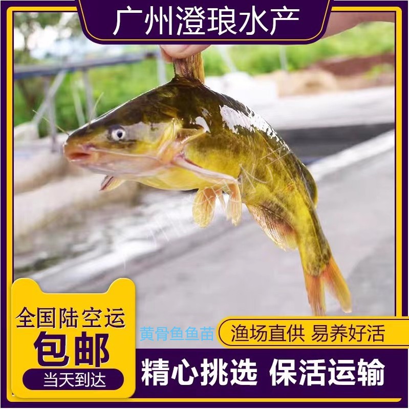 批发水产黄骨鱼苗 黄颡鱼 黄辣丁鱼苗 杂交黄骨鱼苗活体养殖鲜活