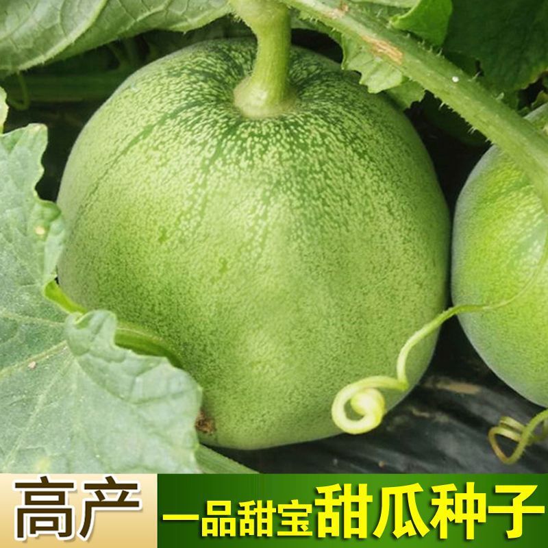 日本甜宝甜瓜种子薄皮香瓜种籽四季播种庭院盆栽农家瓜果蔬菜种