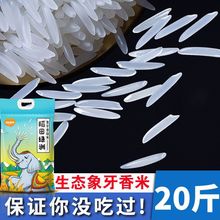 象牙香米晚稻长粒新米10斤20斤煲仔饭猫牙米稻香米五大常米批发价