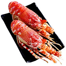 海虾活动6只玫瑰龙超大莫桑比克小青龙虾澳龙红波龙刺身新鲜冻品