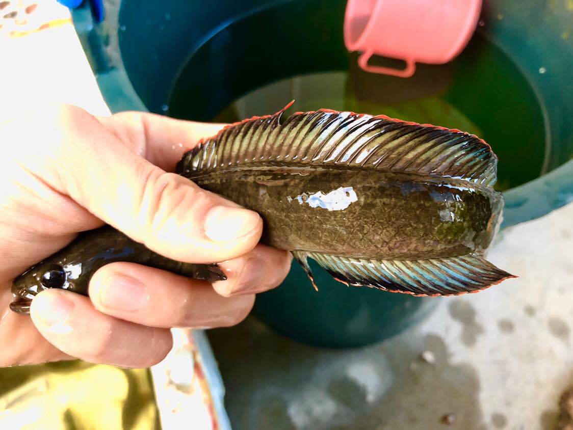 南鳢彩虹雷龙鱼观赏鱼冷水凶猛淡水活体精品七彩鱼彩虹雷龙鱼幼苗