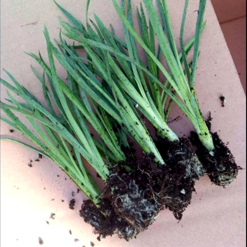 康乃馨小苗10棵四季开花不断室内室外易种活盆栽花母亲节高杆石竹