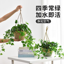 挂墙绿植真花垂下来的绿植长春藤垂钓型吊兰家里盆栽植物悬挂式