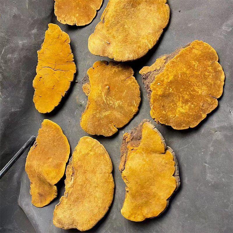 西藏桑黄桑树桑黄紫油黄岩桑漆树黄马蹄桑黄批发一手货源