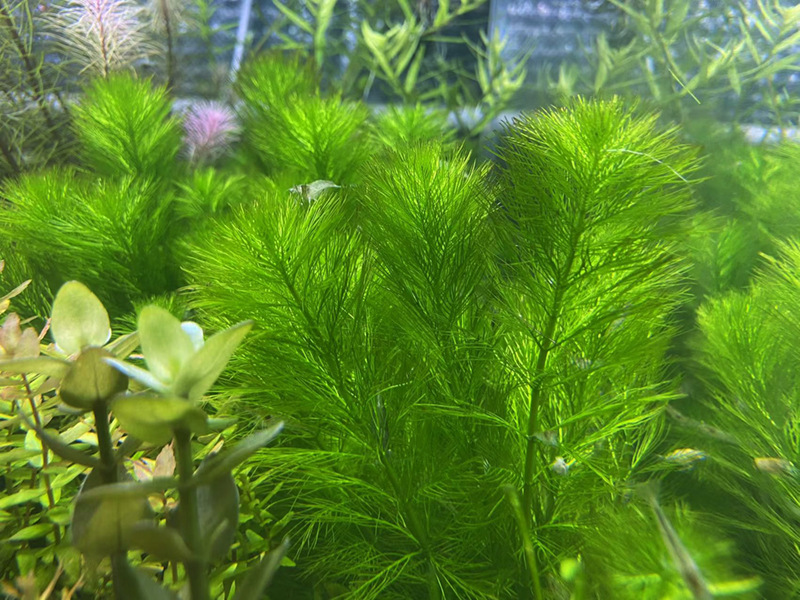 绿羽毛水草活体批发鱼缸造景真水草装饰水族箱观赏后景草有茎类