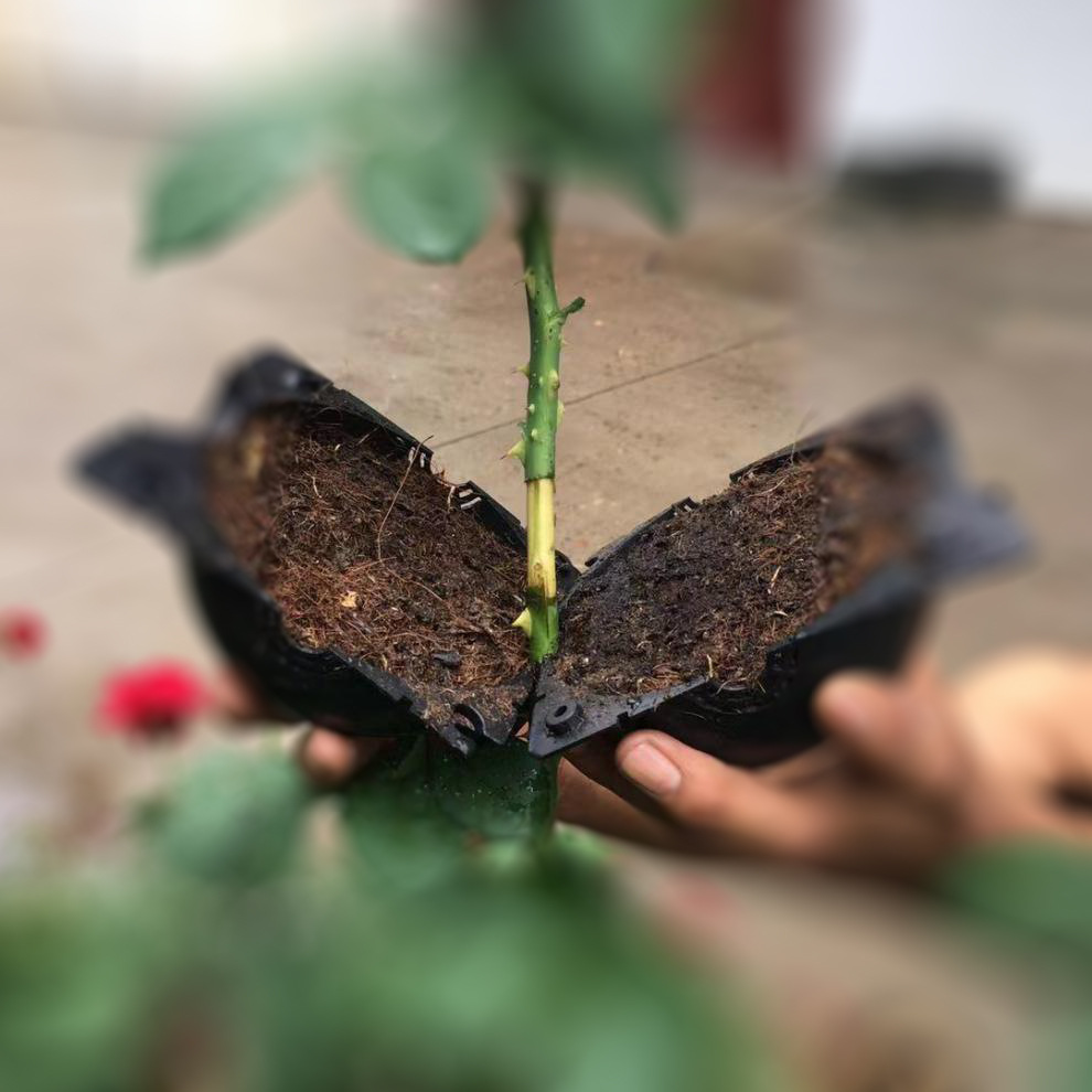 植物高压盒繁殖盒批发生根器树苗高空压枝盒树木嫁接繁殖球高压盒