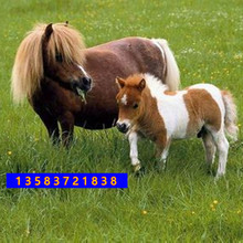 宠物矮马哪里的马便宜一匹白色的矮马大概多少钱适合景区待客的马