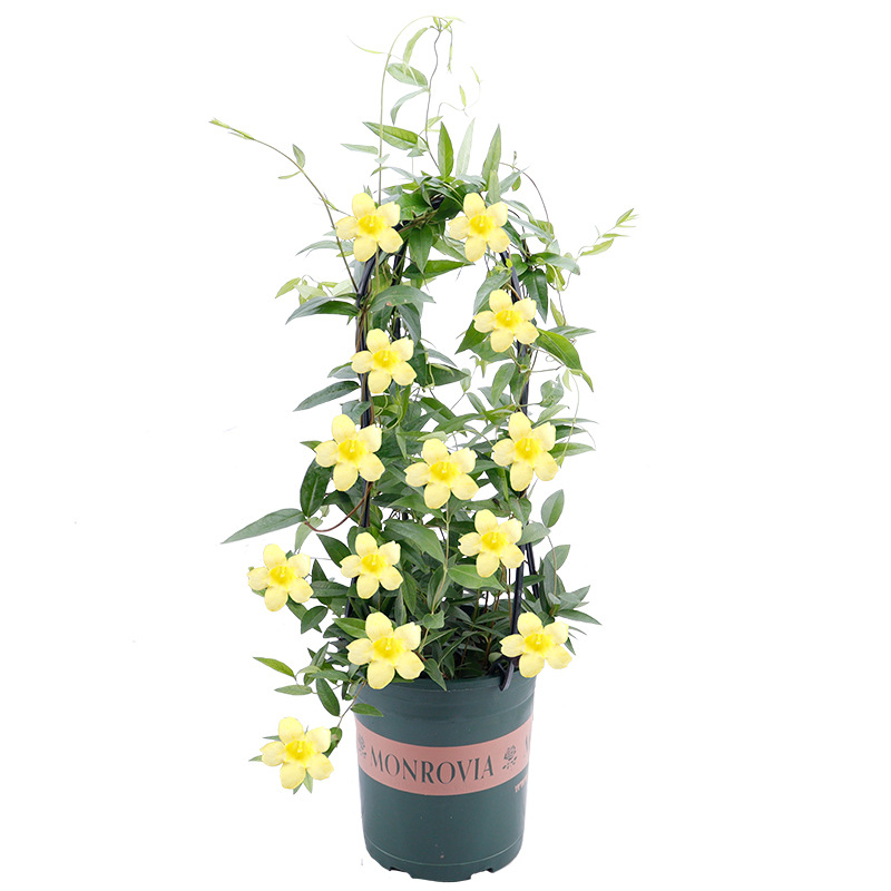 【带花苞发货】法国香水藤盆栽室内飘香藤茉莉开花爬藤植物四季