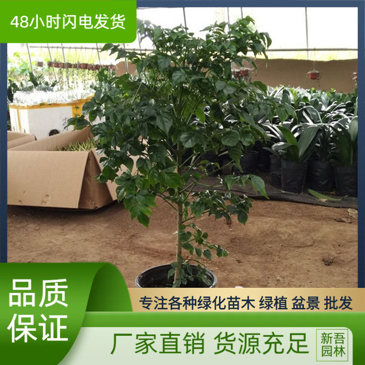 幸福树菜豆树盆栽大绿植花卉树苗小盆栽室内客厅办公室植物盆景