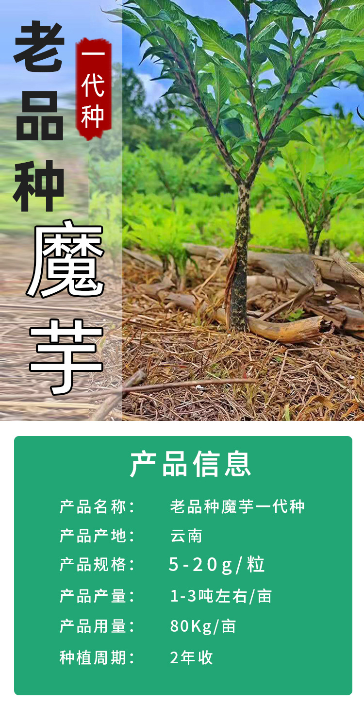 老品种黑杆魔芋一代云南高产魔芋种120粒种籽脱水消毒种球