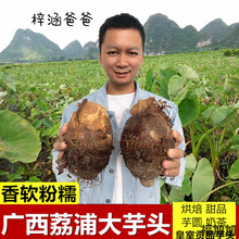 山东单县天祥罗汉参海门细皮香芋香芋参【特大果5-6公分)500克