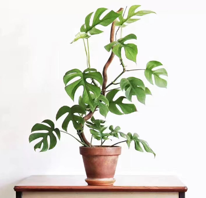 伴兮 姬龟背飞来凤圆叶龟背竹室内耐阴爬藤垂藤植物绿植盆栽水培