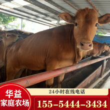 养殖小鲁西黄牛幼牛小牛仔3-6个月出售西门塔尔牛犊养殖