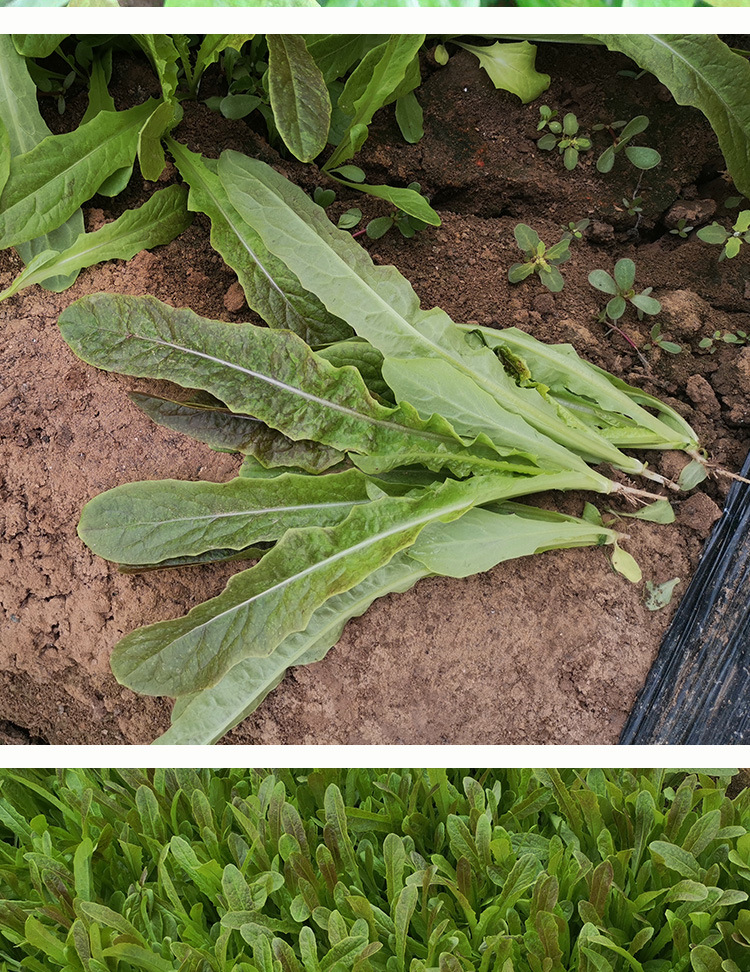 营养紫香油麦红油麦菜种子 火锅蔬菜种子 易种植蔬菜籽 生长迅速