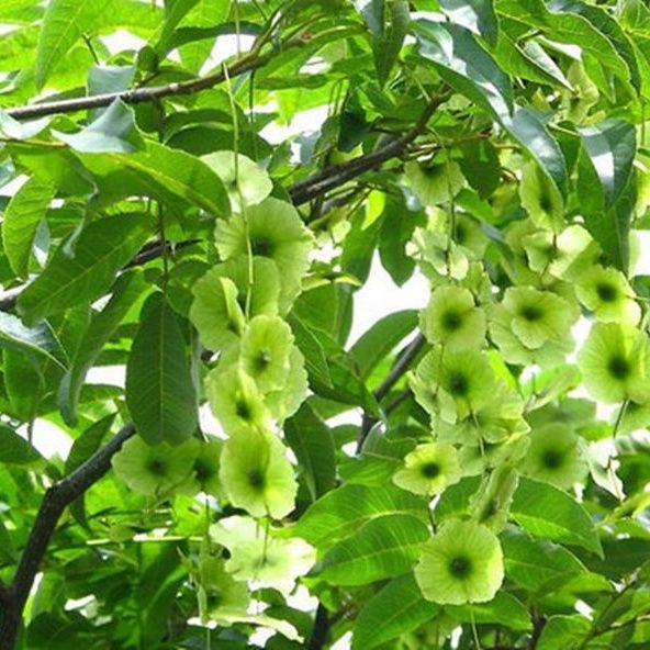 青钱柳原叶茶金钱柳茶叶清钱柳茶江西修水古树养生茶叶