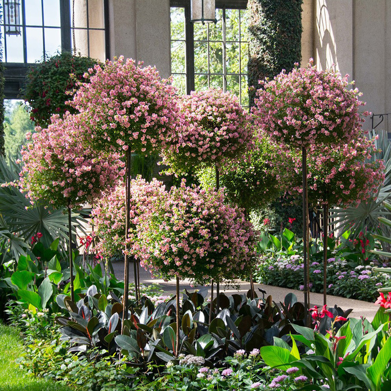 小木槿棒棒糖盆栽多年生灌木阳台观花四季木本花卉庭院