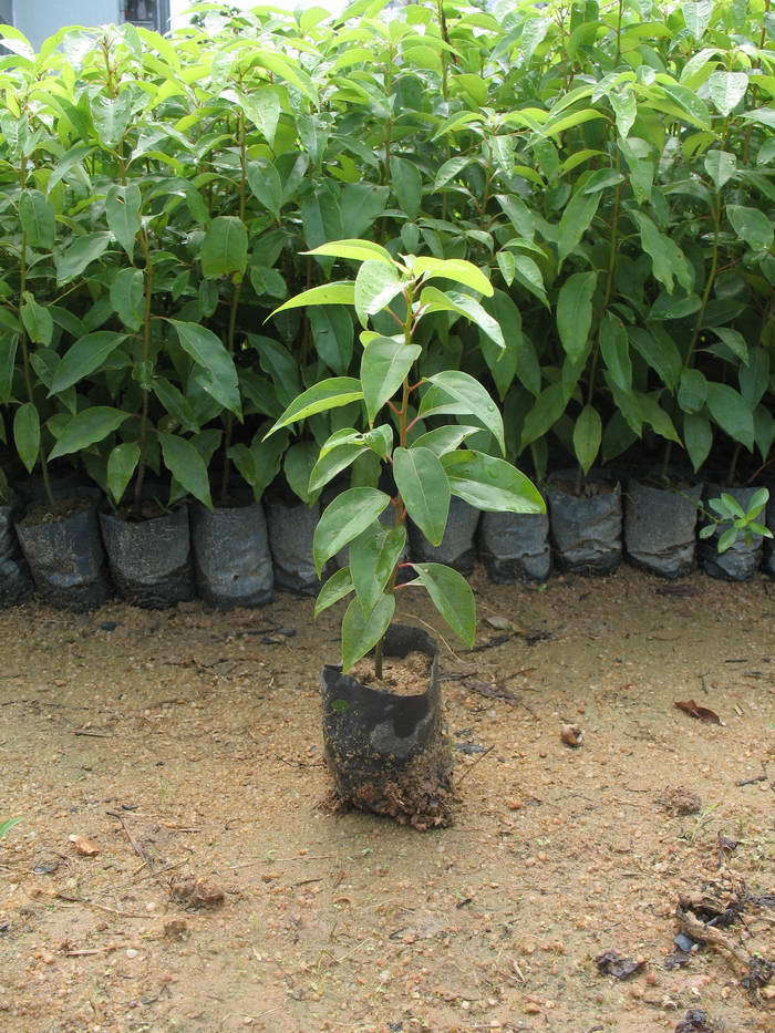 香樟树苗 绿化苗木 驱蚊虫 四季常青 小叶香樟 盆栽地栽